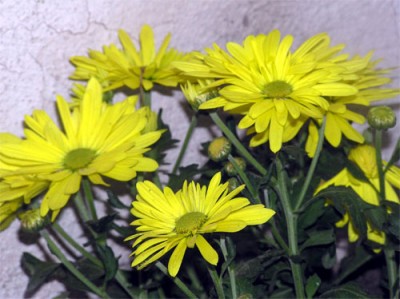 normal_flores-marzo-016.jpg
