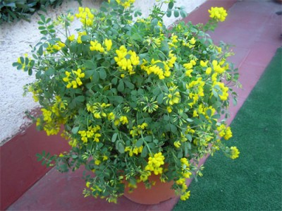 normal_flores-marzo-017.jpg