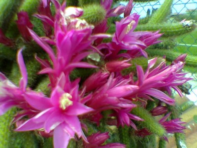 normal_flores05-1.jpg