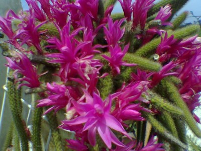 normal_flores05-2.jpg