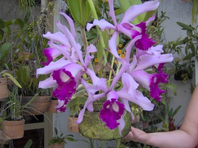normal_flores1%20001.jpg