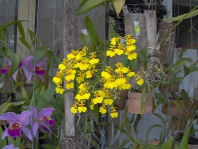 normal_flores20-12-05%20012.jpg
