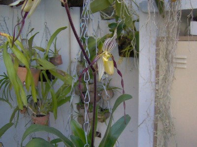 normal_flores20-12-05%20016.jpg