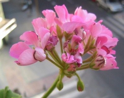 normal_flores_plaga%20004.jpg