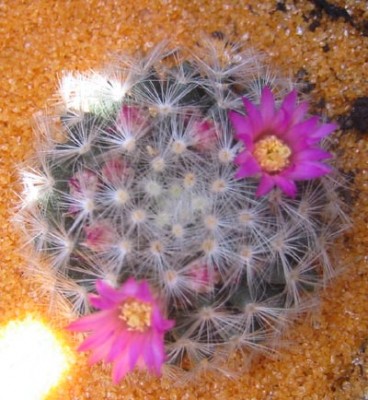 normal_floresMayo05.jpg