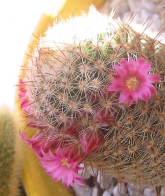normal_floresMayo05_2.jpg