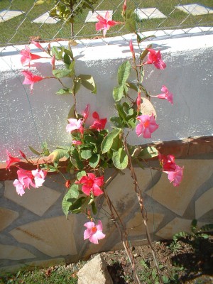 normal_floresrosas.jpg
