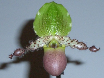 normal_florpaph.JPG