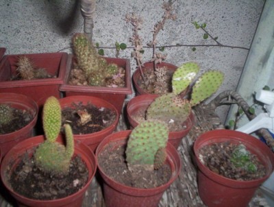 normal_fotos%20010.jpg