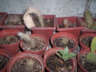 normal_fotos%20011.jpg