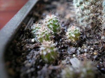 normal_fraileagigantea.jpg