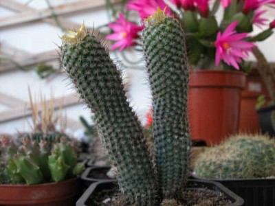 normal_fraileagiganteaadulta.jpg