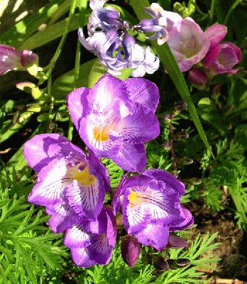 normal_freesia7.jpg