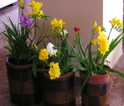 normal_freesias2.JPG