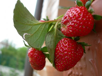 normal_fresas%205.jpg