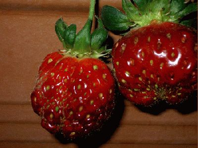 normal_fresas1.jpg