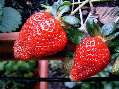 normal_fresas3.jpg
