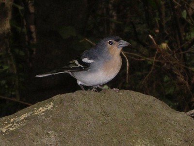 normal_Fringilla%20coelebs%20%28macho%29%202.jpg