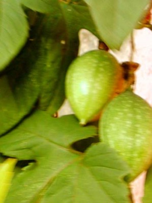 normal_frut1.JPG