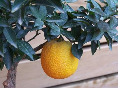 normal_fruto%20chinotto.JPG