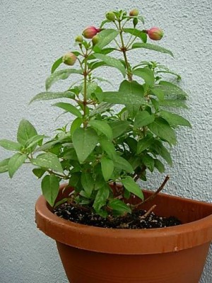 normal_fuchsia.JPG