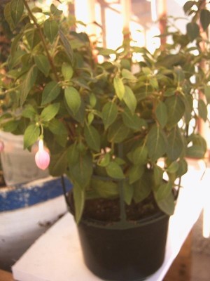 normal_fuchsia1%7E0.JPG