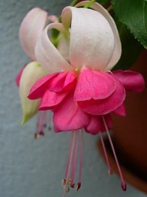 normal_fuchsia1210052.JPG