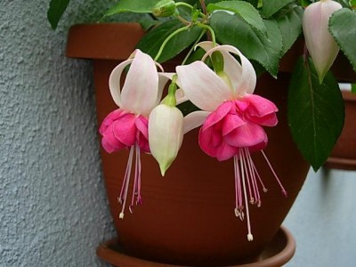 normal_fuchsia1210053.JPG