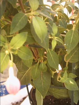 normal_fuchsia2.JPG