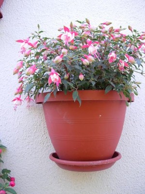 normal_fuchsia20505.JPG