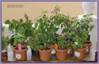 normal_FUCHSIAS.jpg