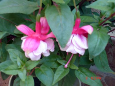 normal_Fucsia.JPG