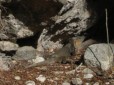 normal_Gallotiasthelini2.jpg