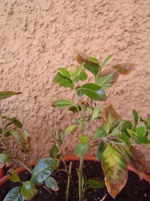 normal_Gardenia%202.JPG