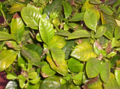 normal_gardenia%202.JPG