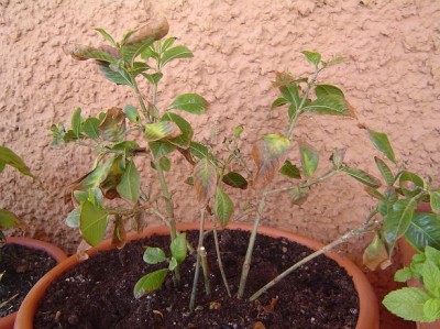 normal_Gardenia%203.JPG
