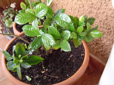 normal_Gardenia%20mayo%202006.JPG