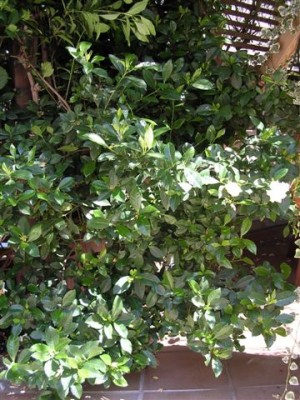 normal_gardenia.jpg