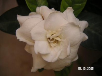 normal_GARDENIA.jpg
