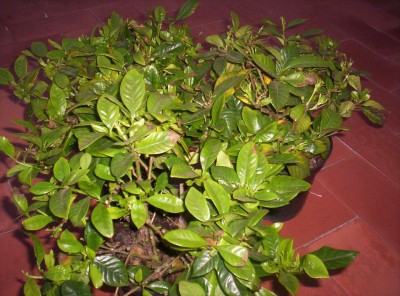normal_Gardenia.JPG