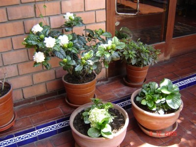 normal_Gardenias%20006.jpg