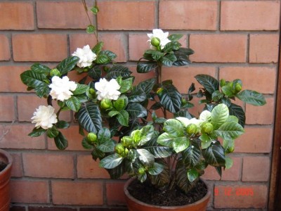 normal_Gardenias%20008.jpg
