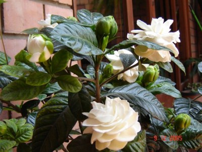 normal_Gardenias%20013%20%283%29.jpg