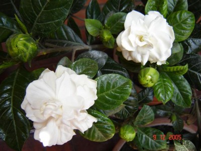 normal_Gardenias%20018.jpg