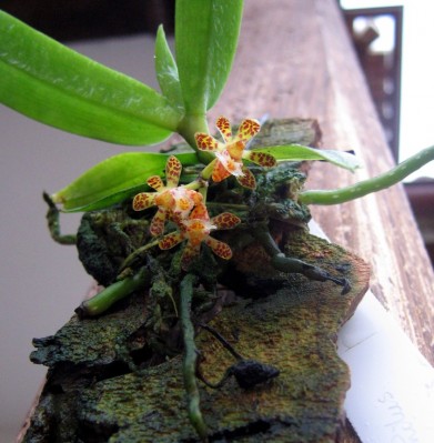 normal_gastrochilus%20calceolarius%2002.jpg