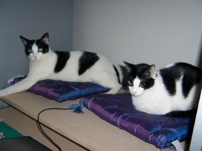 normal_gatines4_p.JPG