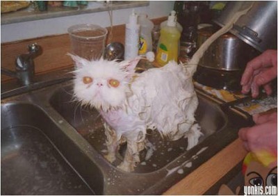 normal_gatomojao.JPG