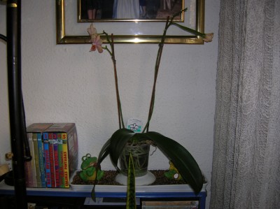 normal_General%20planta.jpg