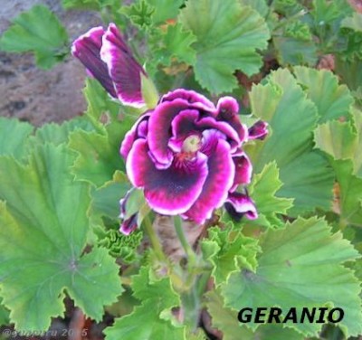 normal_geranio%202.jpg