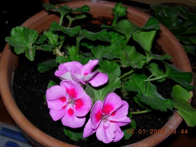 normal_geranio02-01-06.JPG